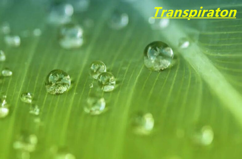 transpiration rate meter